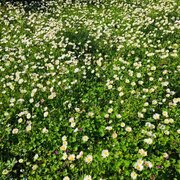 Les jardins du campus