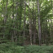 En balade dans la forêt