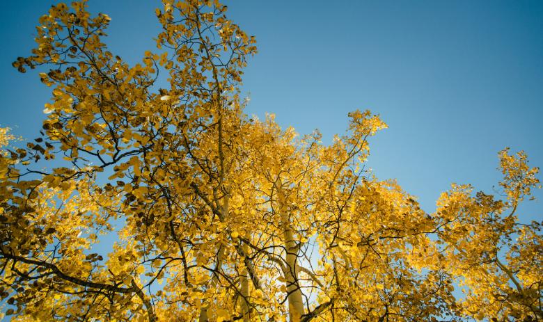Ein Baum mit gelben Blättern vor blauem Himmel