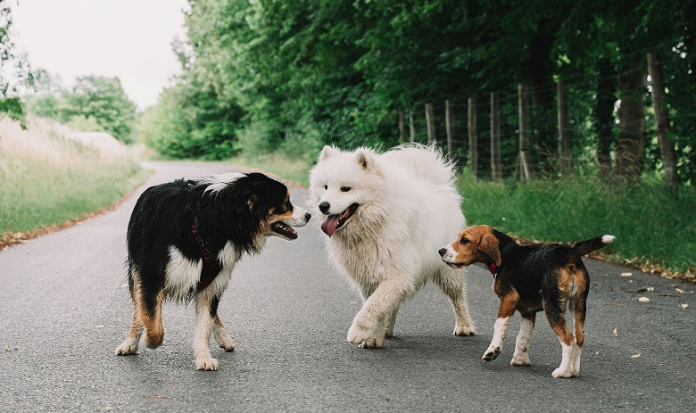 Trois chiens de différentes races en bordure d'une forêt